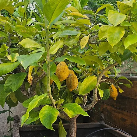 Au Coeur De Tours, Familial Avec Jardin Au Calme, Parking